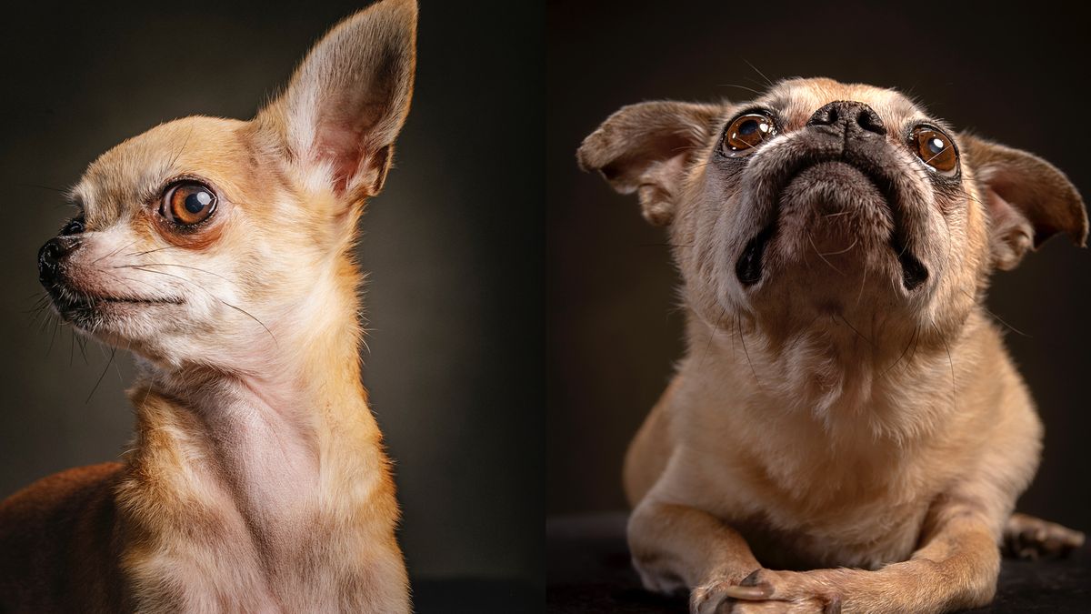 Vincent J. Musi odpoczywa od National Geographic. Robi świetne zdjęcia psów 1