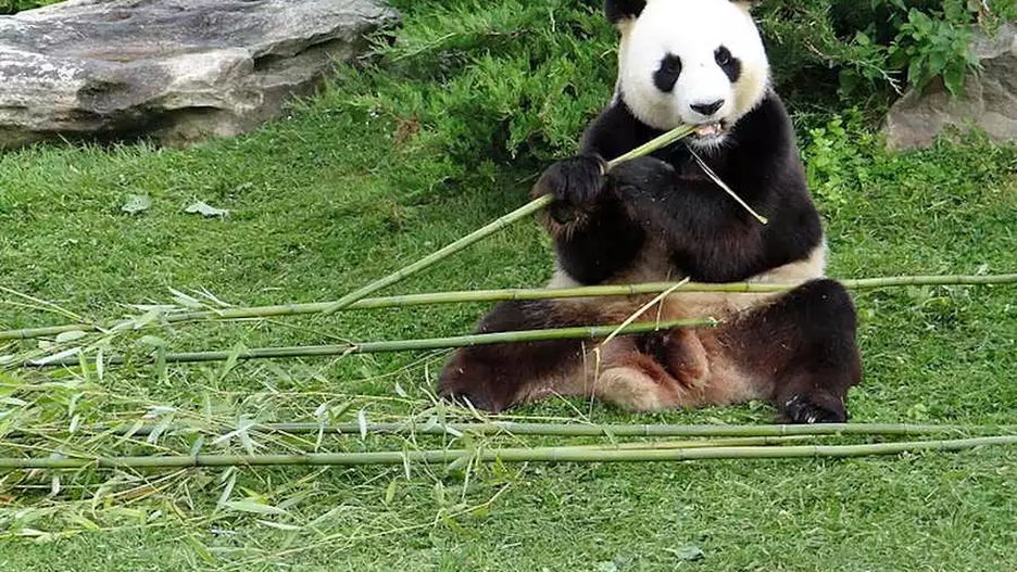 Panda wielka