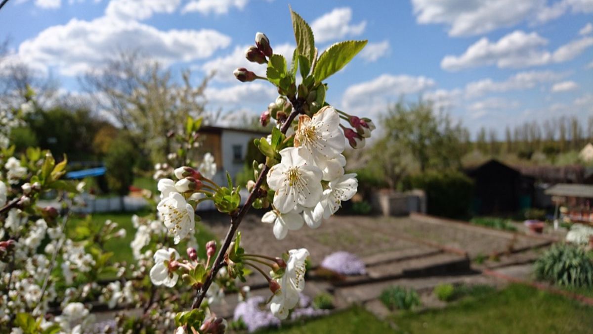 Rosjanin ocenił polskie ogródki działkowe