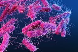 Uczniowie zatruli się bakteriami salmonelli. Sanepid prowadzi badania