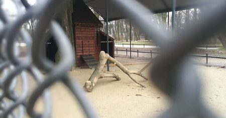 Pawie w Ogrodzie Saskim. Ptaki wrócą po przerwie do Lublina