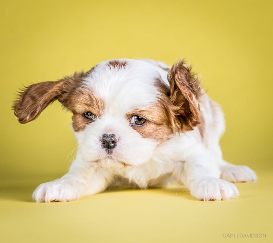 Shake Puppies - zakręcone szczeniaki Carli Davidson 3