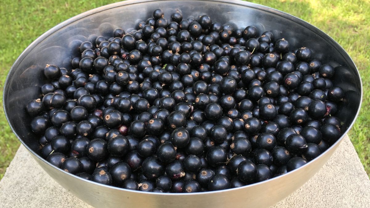 Ochrona jelit, nerek i mózgu? Sięgnij po "czarne złoto" i poczuj różnicę