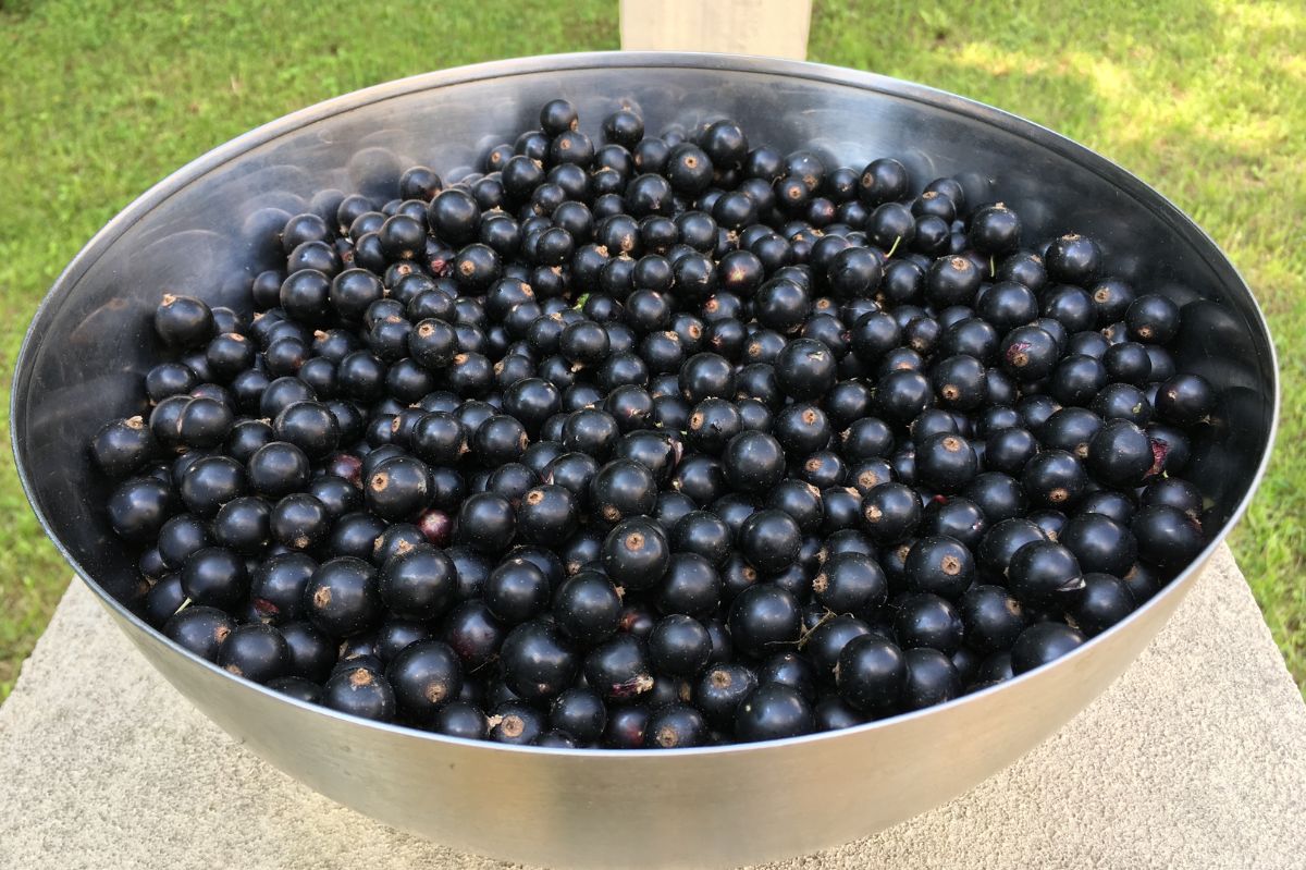 Black currants: The superfruit for immunity, brain health, and glowing skin