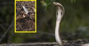Wąż z włosami na głowie. Niebywałe nagranie podbija internet