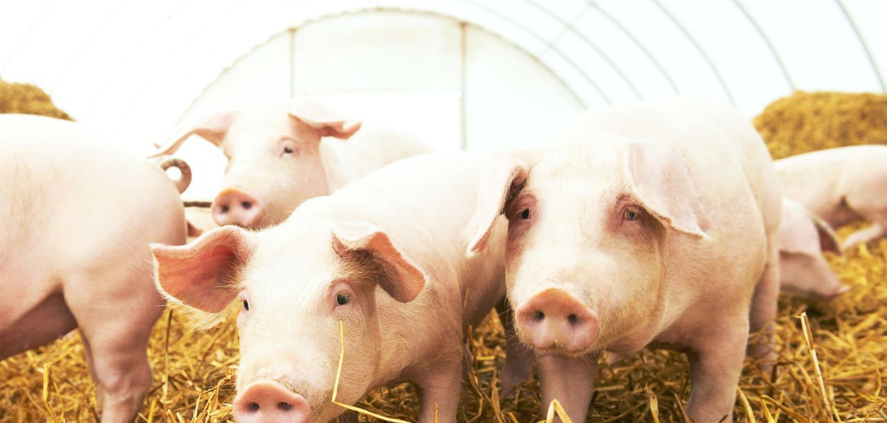 Pomoc dla producentów świń 2025. Terminy i zasady wsparcia