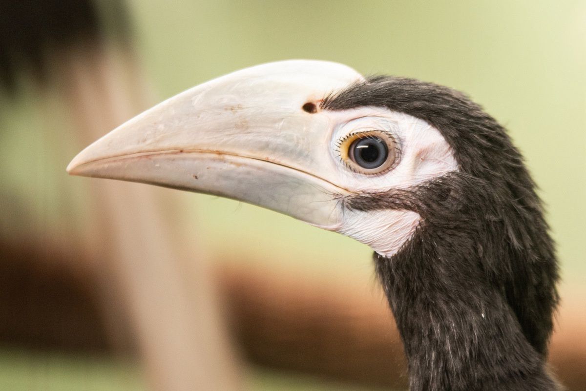 Wrocław. Światowa sensacja w zoo. Dzioborożce palawańskie tylko tu chcą się rozmnażać