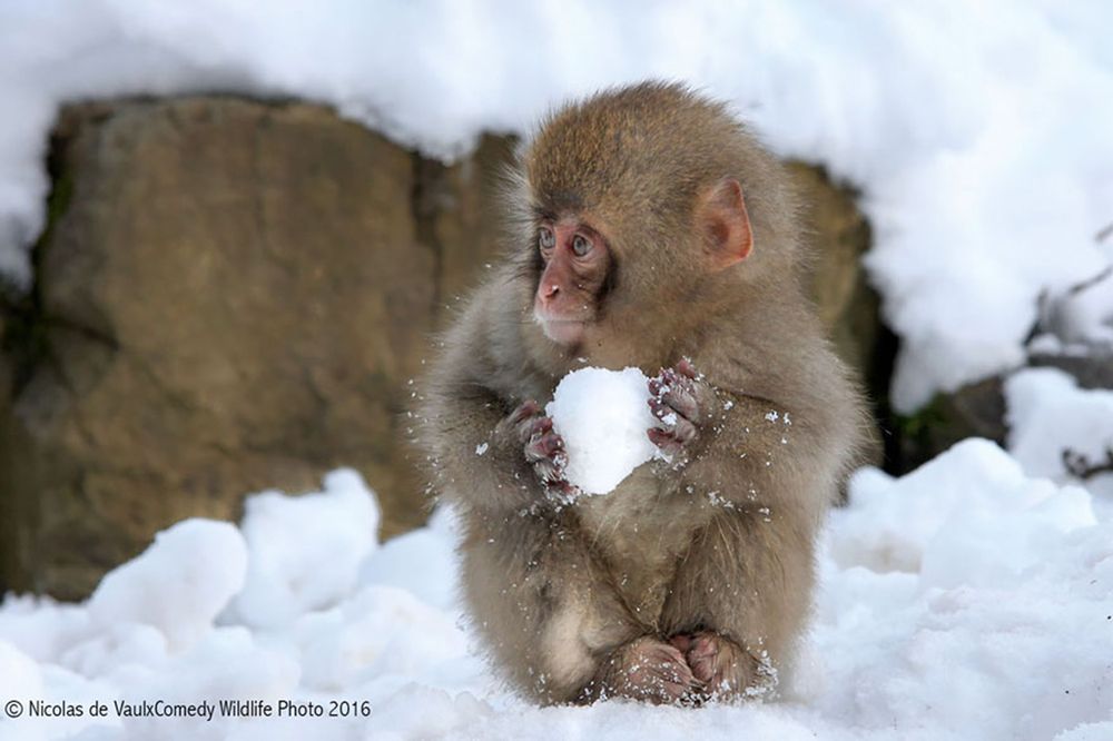 Najzabawniejsze zwierzaki konkursu Comedy Wildlife Photography Awards 2016 29