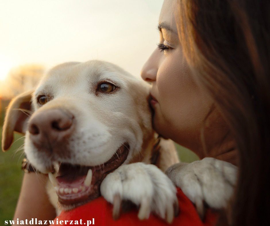 Labrador retriever pies
