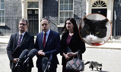 Kot Palmerston wraca do służby dyplomatycznej. Potrzebny na Bermudach