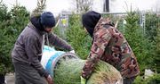 Lublin: Nie uwierzysz, ile kosztują choinki w tym roku