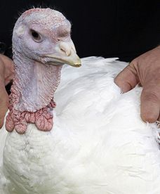 Uratowany od śmierci