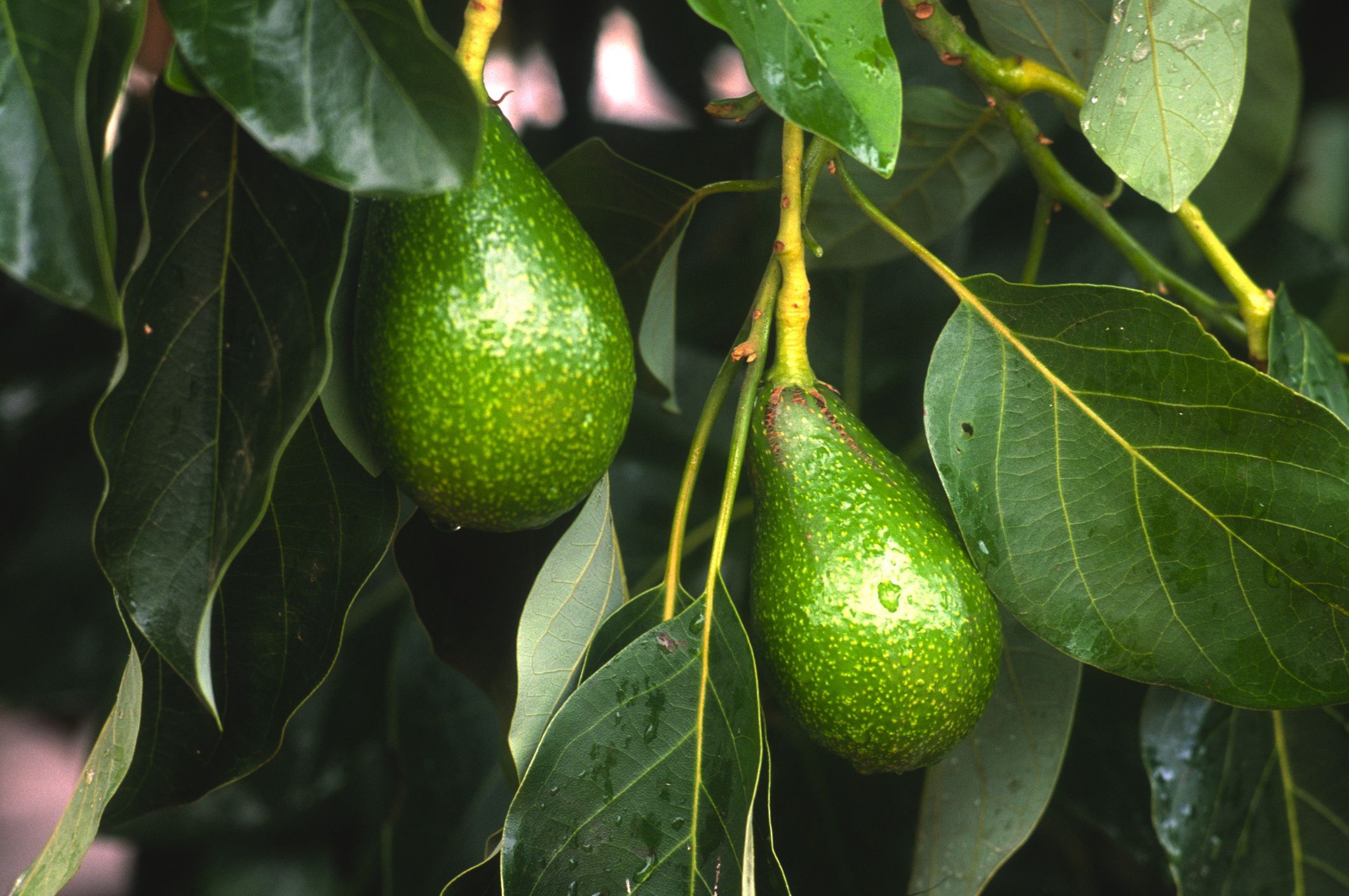 awokado