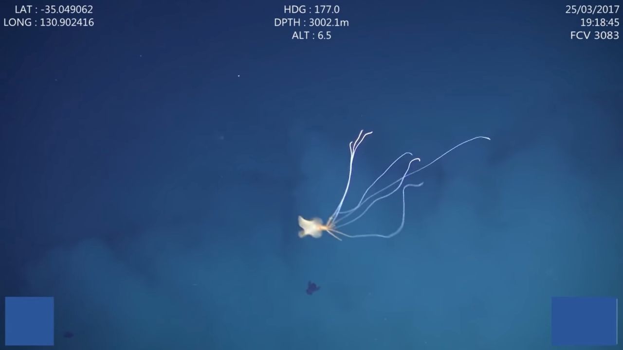 Nieuchwytna kałamarnica głębinowa po raz pierwszy uchwycona przez kamery