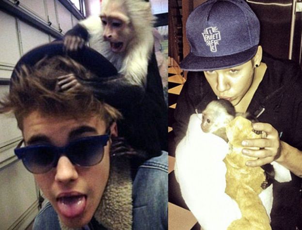 Porzucona małpka Biebera ma nowy dom!