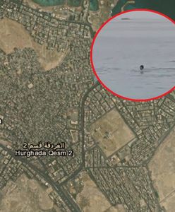 Horror w Egipcie. Nowe doniesienia po ataku rekina