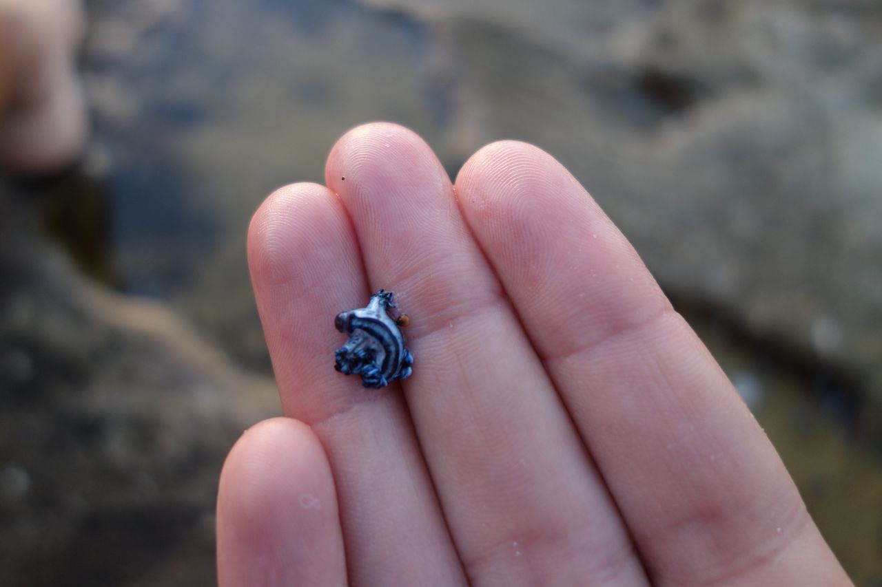 Niebieskie smoki na plażach. Nie dotykaj