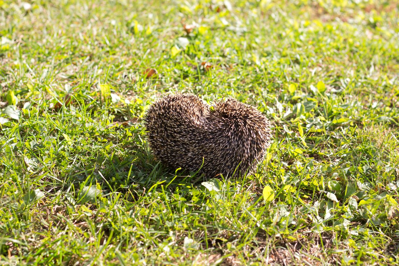 Jeże pomogą uporać się z inwazją ślimaków