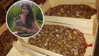 Hodowcy ślimaków pod ścianą. Lockdown pokrzyżował szyki