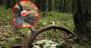 Sezon na "leśne skarby" trwa. "To już w ogóle rzadkość"