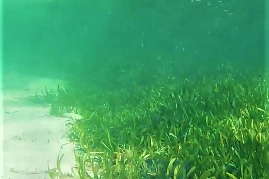 Podwodna trawa w Australii