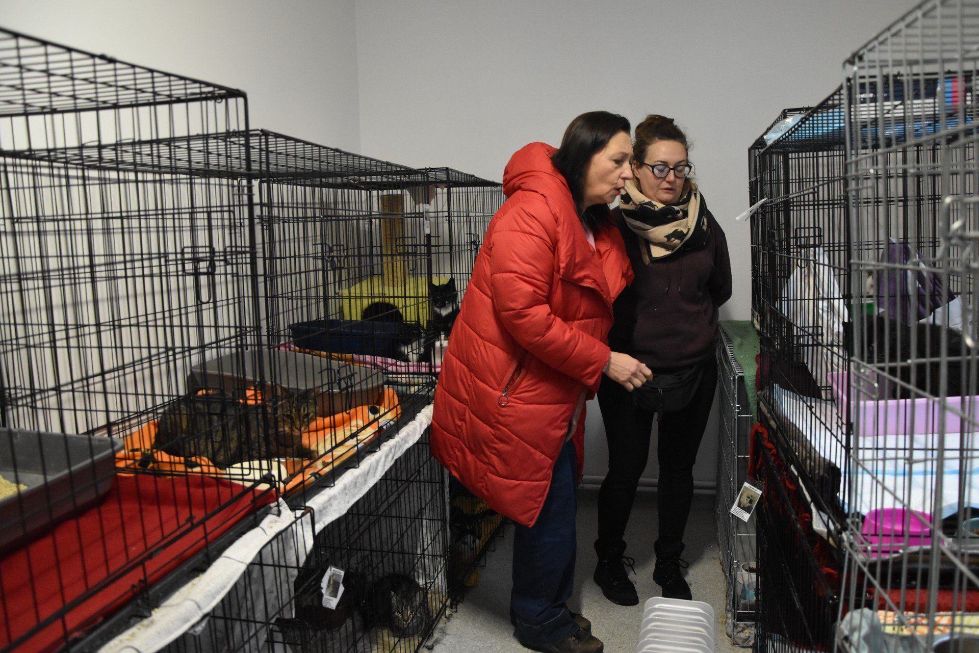 Zobacz zmiany w Schronisku dla Zwierząt w Zielonej Górze