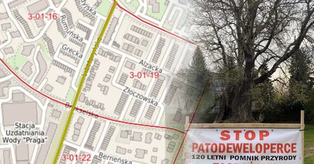 Saska Kępa walczy o 120-letnią topolę. Deweloper zabrał głos