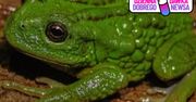 Niezwykła żaba odkryta w Peru. Nie zgadniesz, gdzie nosi jaja