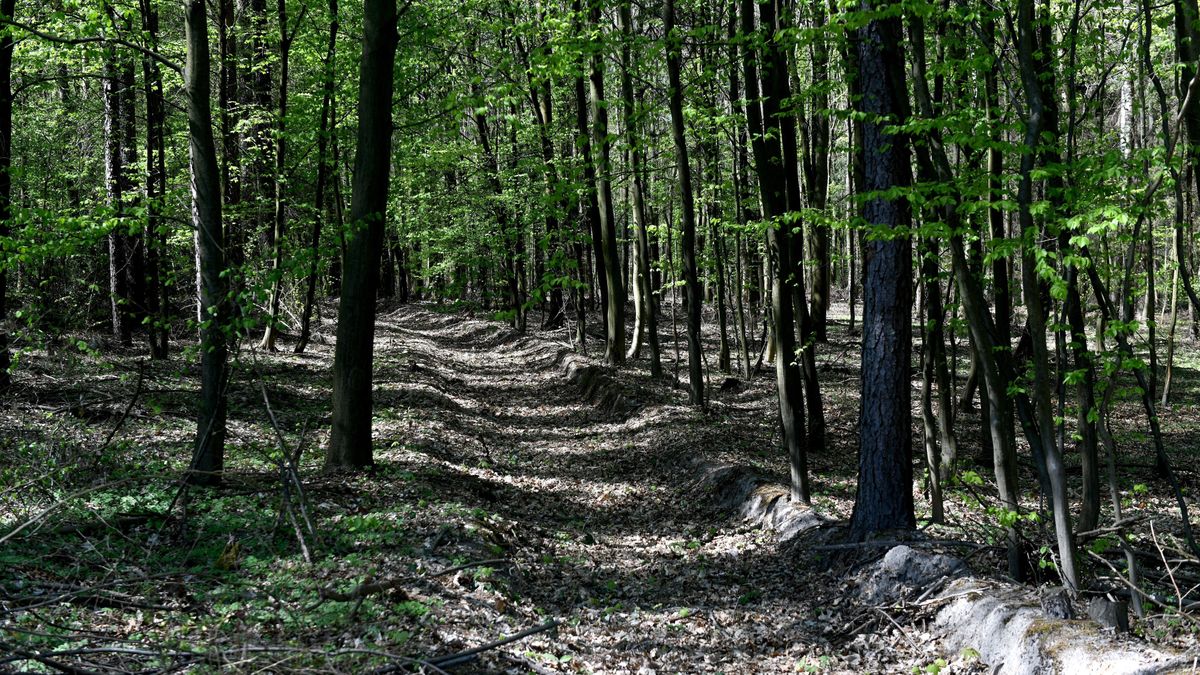 Lasy mogą zostać ponownie zamknięte