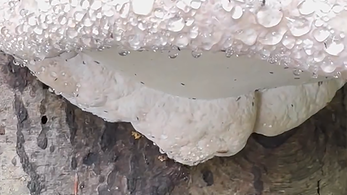 Niezwykłe zjawisko w Bieszczadach