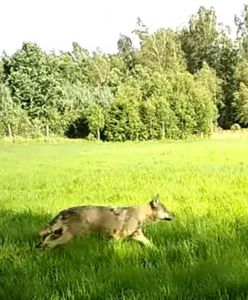 Jelenie kontra wilki. Niezwykłe nagranie leśników z Pomorza