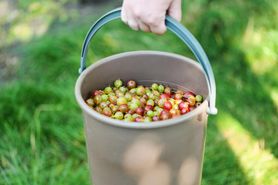 Kiedyś był w każdym ogrodzie. Hamują rozwój raka okrężnicy, trzustki