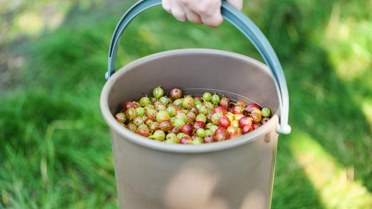 Nasze babcie robiły z nich dżem. Zapomniany owoc to pogromca cholesterolu i raka