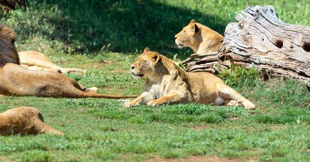 Koszmar w zoo. Lew zaatakował kobietę