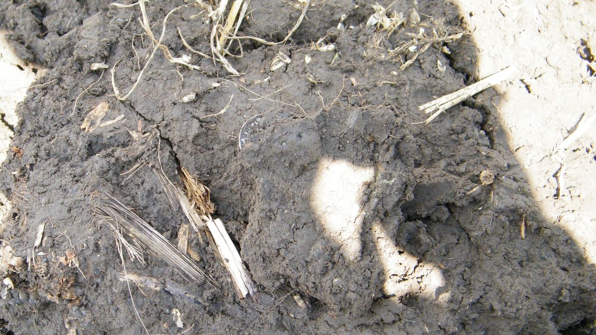 W gminie Biskupiec odkryto 13 denarów bitych w IX wieku przez władców z dynastii Karolingów. 