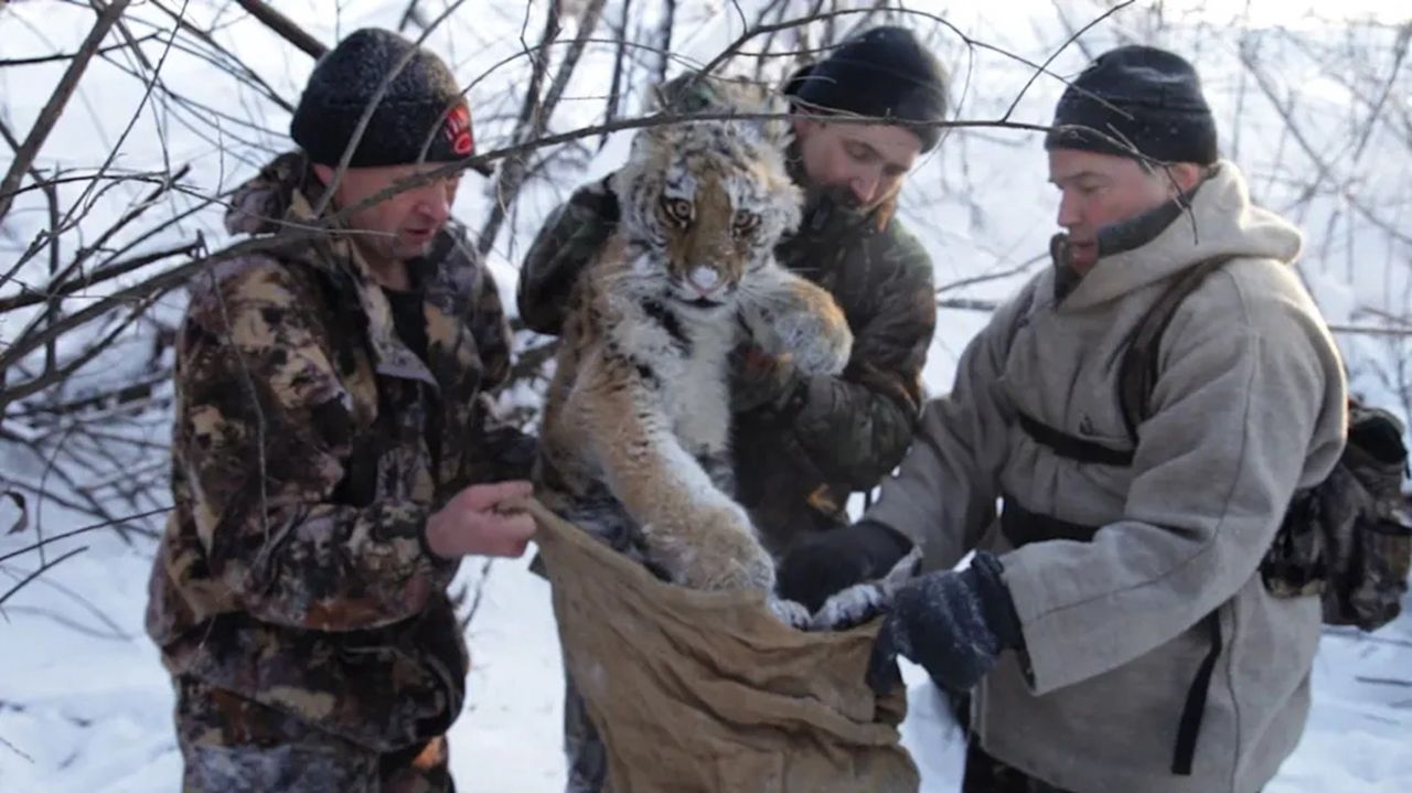 Siberian tiger romance: 124-mile trek for lost love reunited