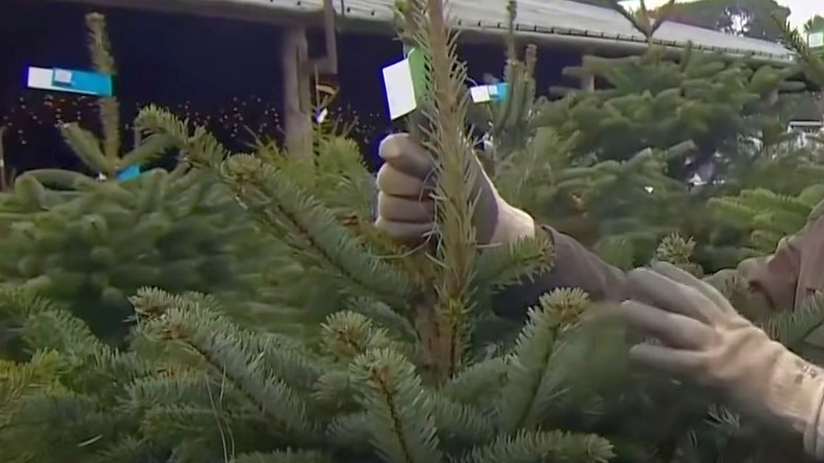 Na co zwracać uwagę przy wyborze choinki? 