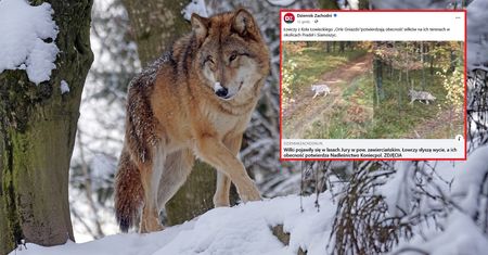 Wilki pojawiły się w lasach. Nadleśnictwo potwierdza
