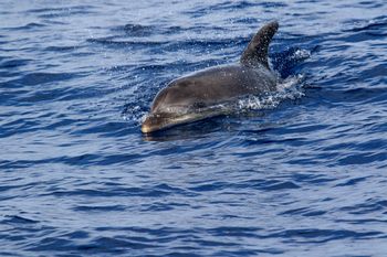 Delfin pojawił się w Wenecji. Zachwyca turystów, ale budzi obawy
