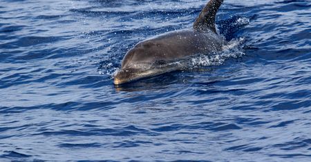 Delfin pojawił się w Wenecji. Zachwyca turystów, ale budzi obawy