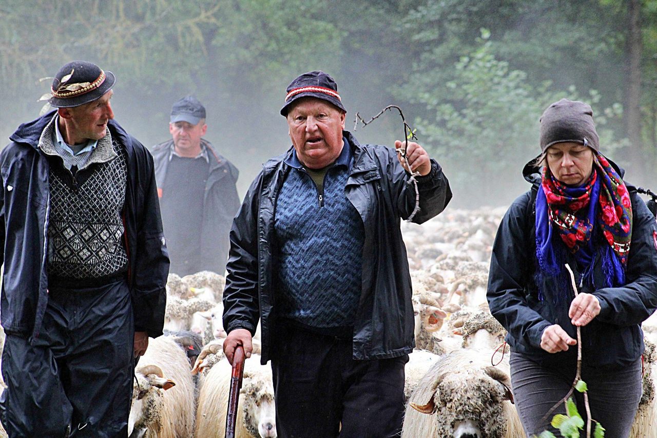 Małopolskie: Owce ruszyły przez góry. Baca prowadzi stado z Czarnego do Nowego Targu