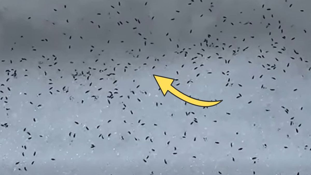 Setki tysięcy na metr kwadratowy. Niezwykłe nagranie z lasu