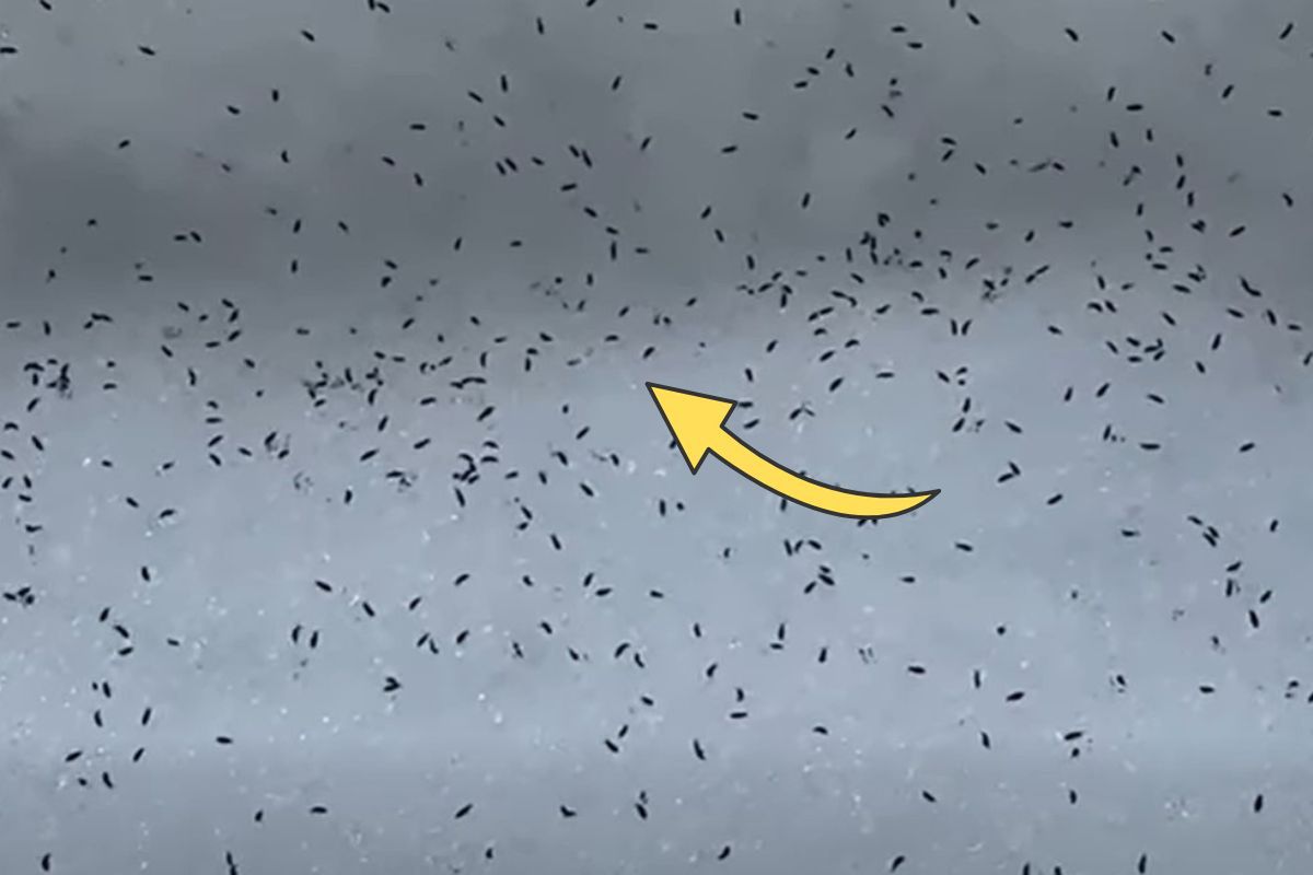 Setki a nawet tysiące. Ruszają się i skaczą. Leśnicy nagrali na śniegu