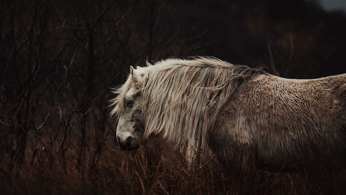 Dzikie szkockie konie wyglądają wręcz mistycznie, dzięki zdjęciom Cariny Maiwald 1