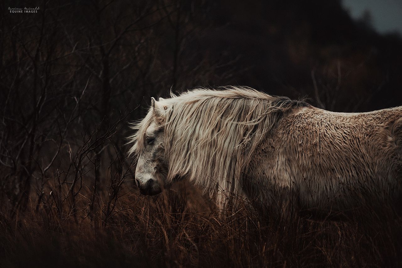 Dzikie szkockie konie wyglądają wręcz mistycznie, dzięki zdjęciom Cariny Maiwald