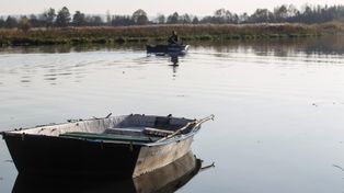 Rzeszów: Informacja o martwym dziku w Wisłoku. Nietypowa akcja WOPR