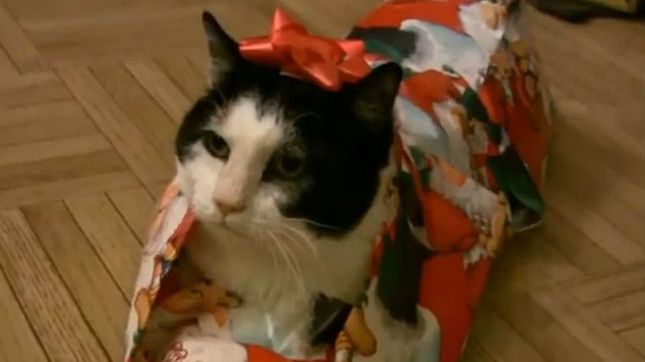 Jak zapakować kota na prezent 1