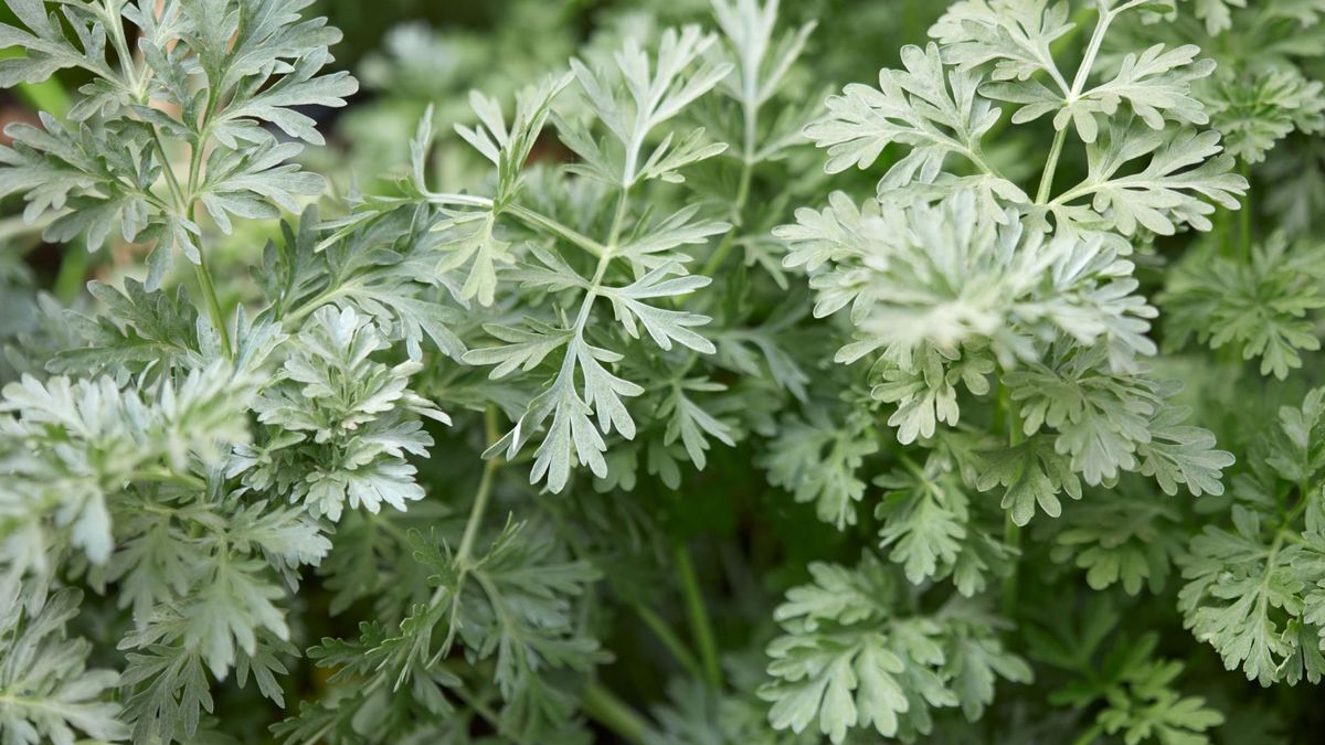 Zdjęcie przedstawia bylicę piołun