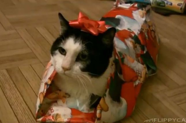 Jak zapakować kota na prezent