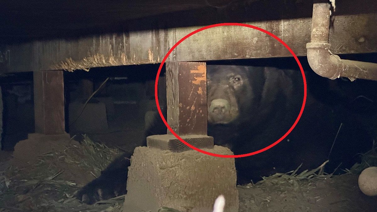 Niedźwiedź zamieszkał pod podłogą.